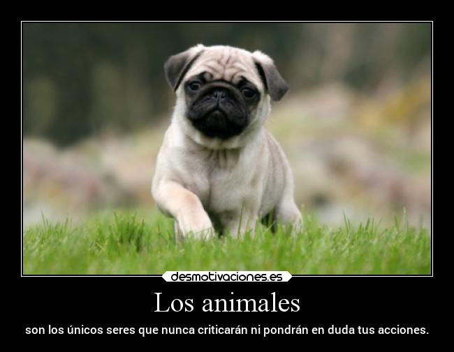 Los animales - son los únicos seres que nunca criticarán ni pondrán en duda tus acciones.