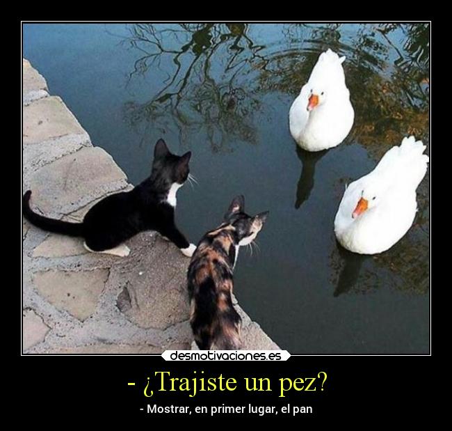 - ¿Trajiste un pez? - 