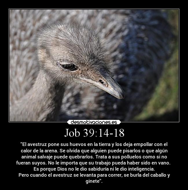 Job 39:14-18 - 