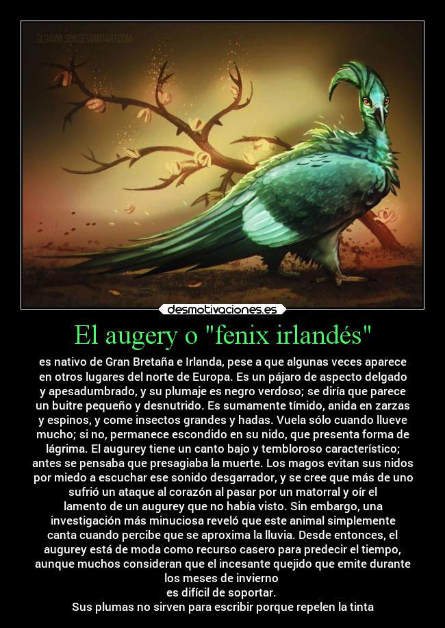 El augery o fenix irlandés -