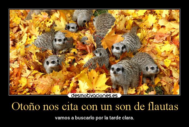 Otoño nos cita con un son de flautas - vamos a buscarlo por la tarde clara.