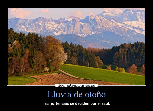 Lluvia de otoño - las hortensias se deciden por el azul.