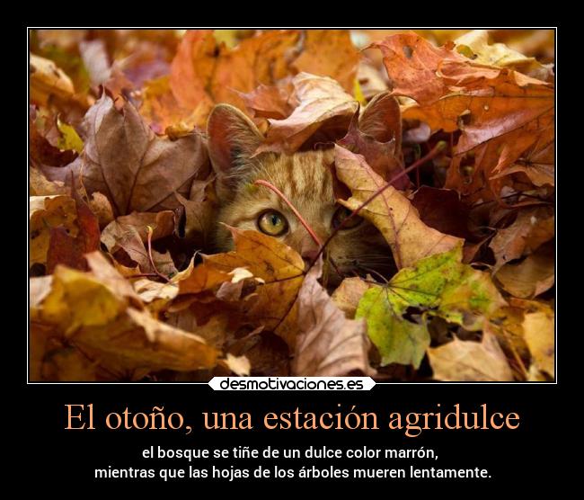 El otoño, una estación agridulce - el bosque se tiñe de un dulce color marrón, 
mientras que las hojas de los árboles mueren lentamente.