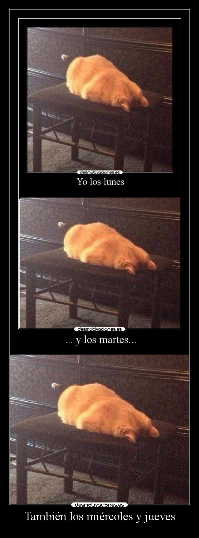 carteles desmotivaciones gatos animales muerte llorar cansancio hook mal desmotivaciones