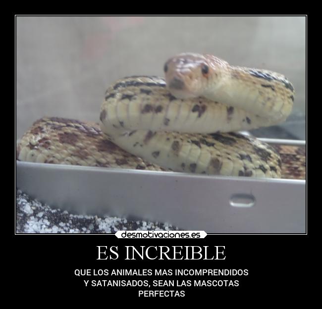 ES INCREIBLE - QUE LOS ANIMALES MAS INCOMPRENDIDOS
Y SATANISADOS, SEAN LAS MASCOTAS
PERFECTAS