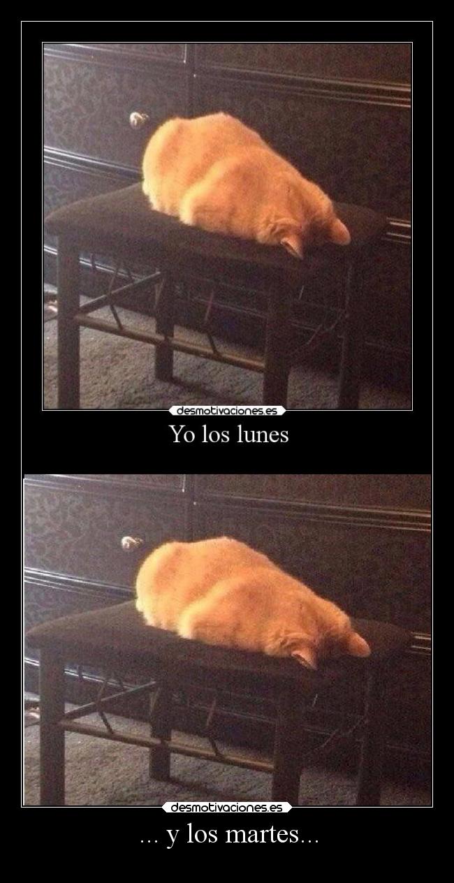 carteles desmotivaciones muerte vida animales gatos hook desmotivaciones