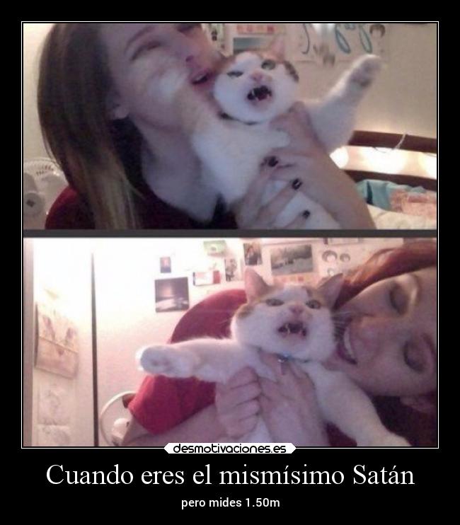 carteles gatos animales enemigo enfado hook satan desmotivaciones