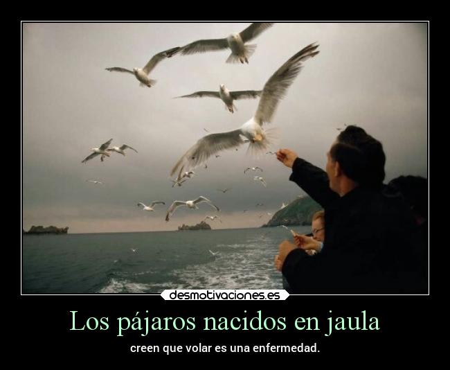 Los pájaros nacidos en jaula - creen que volar es una enfermedad.