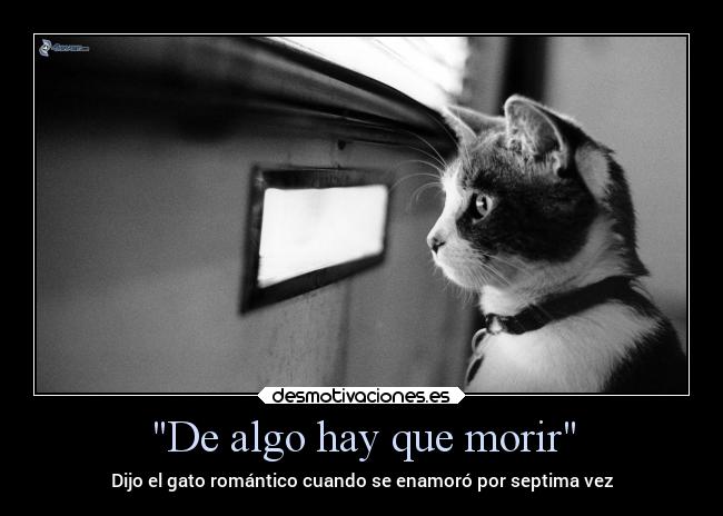 De algo hay que morir - Dijo el gato romántico cuando se enamoró por septima vez