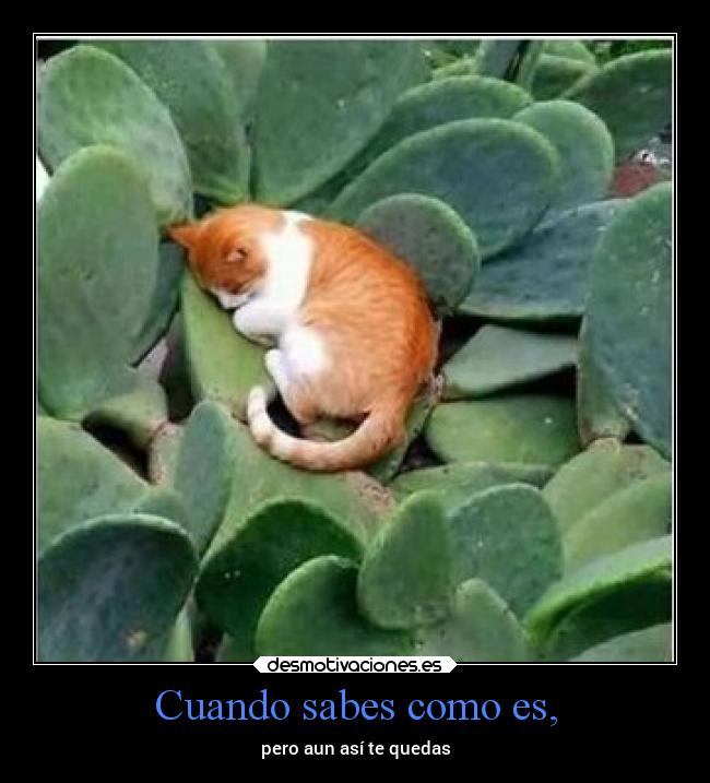 Cuando sabes como es, - pero aun así te quedas