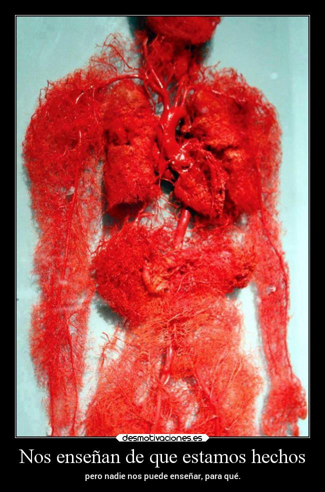 Nos enseñan de que estamos hechos - pero nadie nos puede enseñar, para qué.
