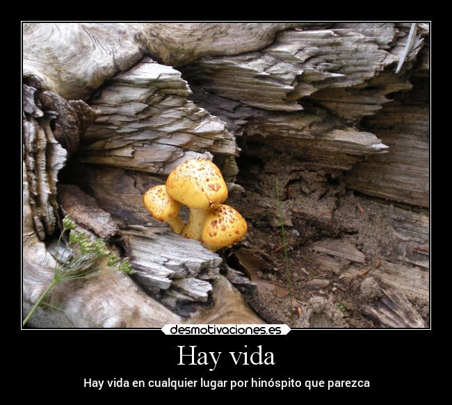 Hay vida - 