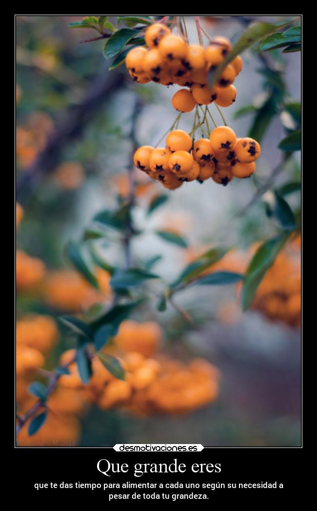 Que grande eres - que te das tiempo para alimentar a cada uno según su necesidad a
pesar de toda tu grandeza.