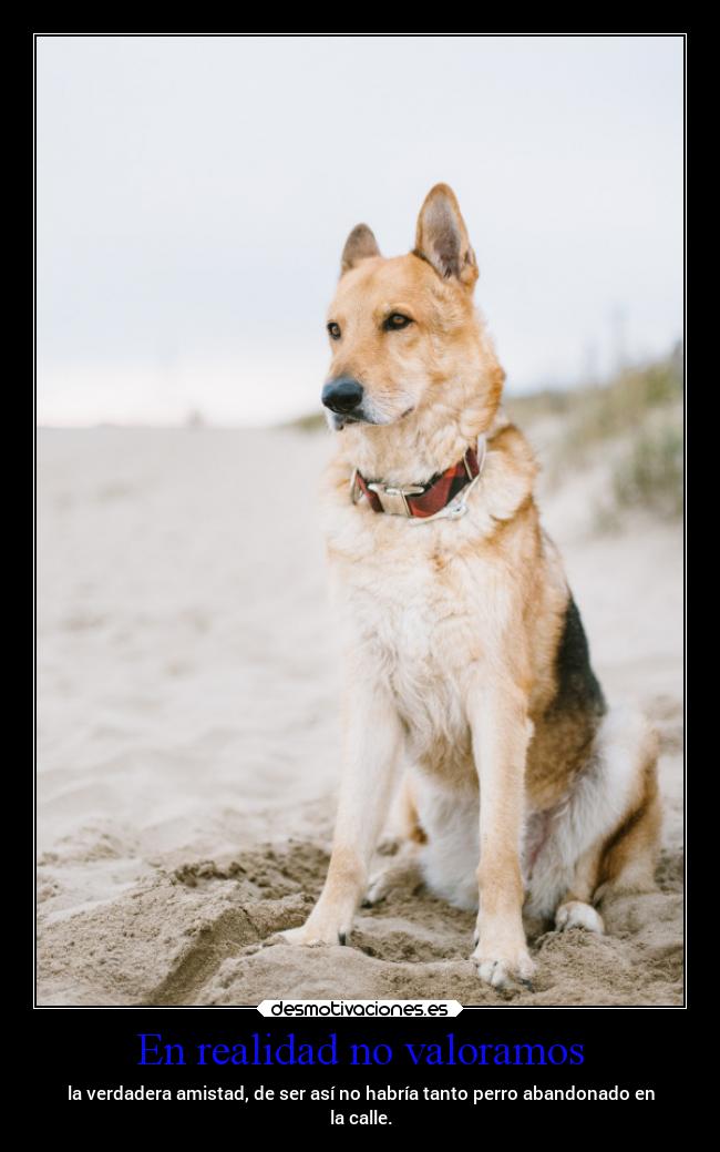 En realidad no valoramos - la verdadera amistad, de ser así no habría tanto perro abandonado en
la calle.