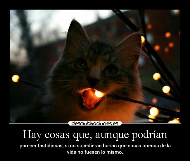 carteles desmotivaciones vida gatos soyunidiotatm projectd manada32 desmotivaciones