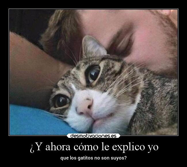 carteles gatos animales amor vida hook desmotivaciones