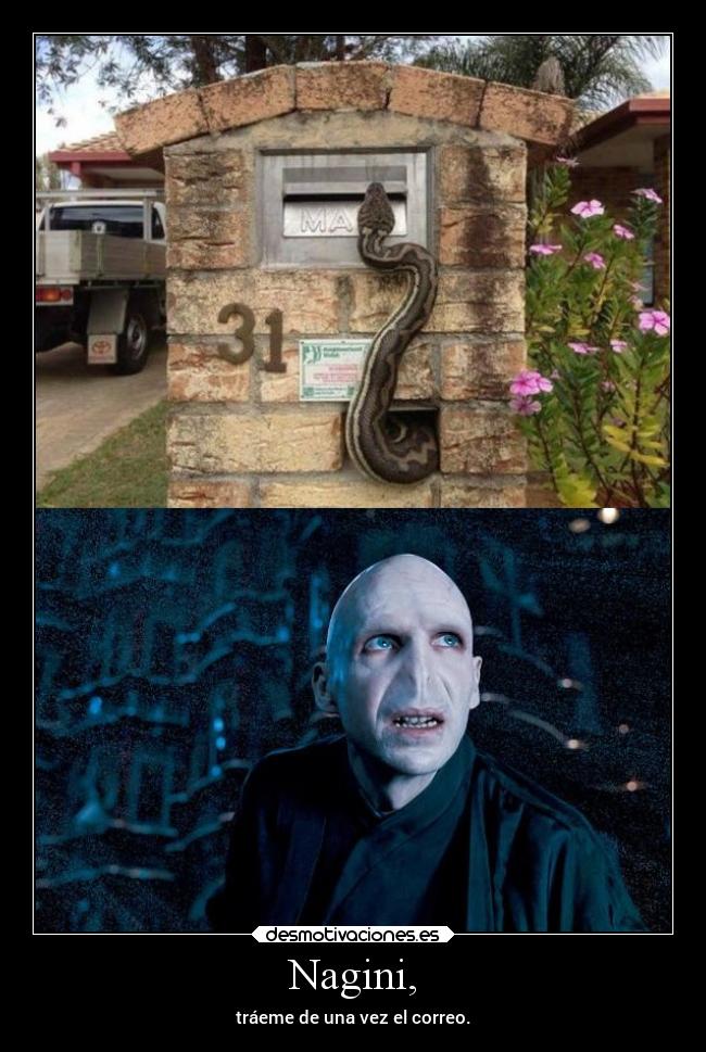 carteles humor harrypotter lordvoldemort nagini serpienteamaestrada correo elpatodelapiovendehierba desmotivaciones