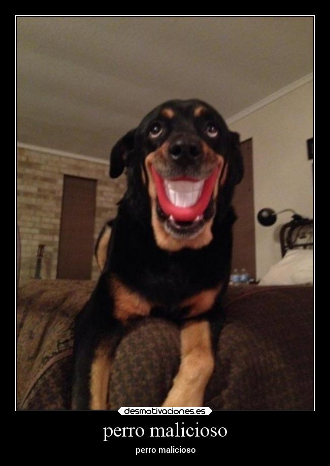 perro malicioso - perro malicioso