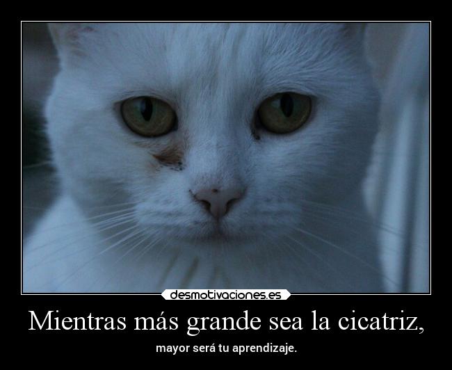 carteles vida gato cicatriz fielalrock tumblr creoqueestafraseesalgotrilladaperomevalemadres desmotivaciones