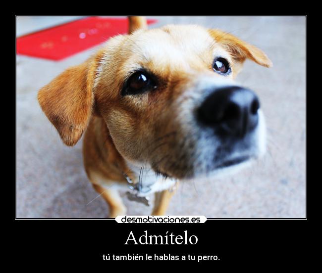 Admítelo - tú también le hablas a tu perro.