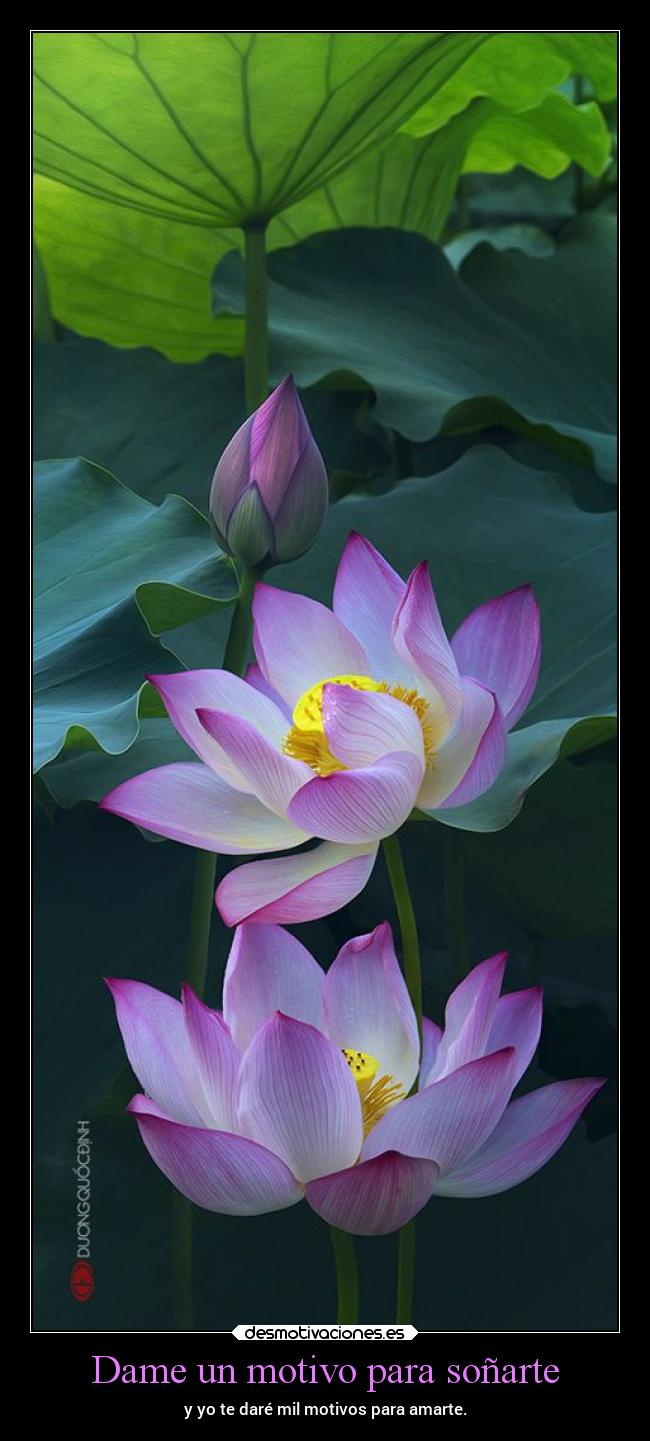 Dame un motivo para soñarte - y yo te daré mil motivos para amarte.