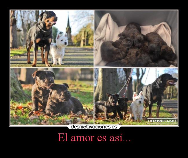 El amor es así... -