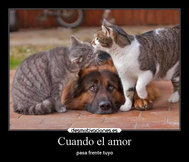 Cuando el amor - 