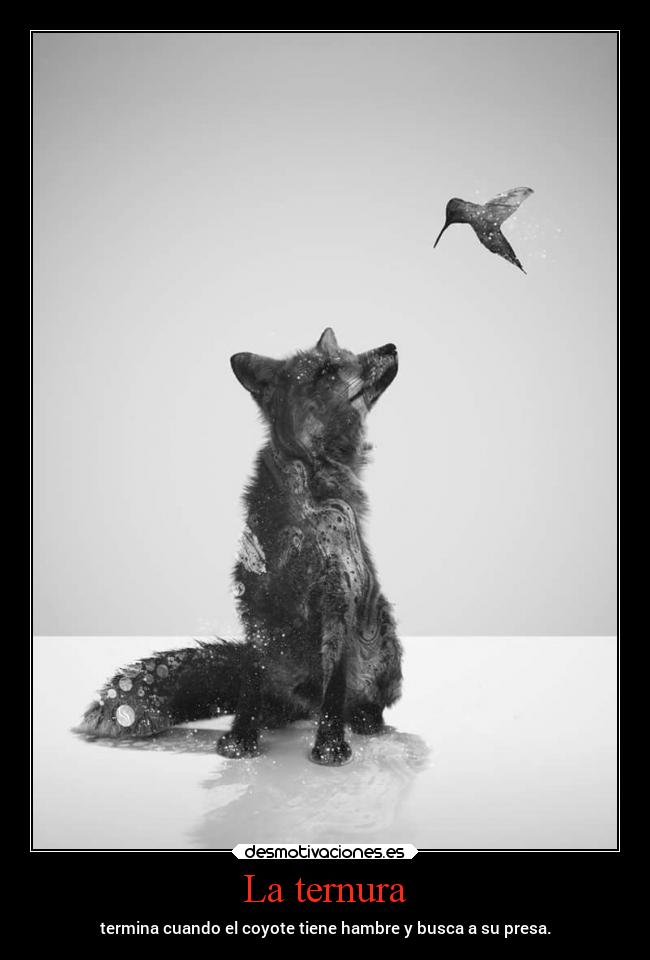 La ternura - termina cuando el coyote tiene hambre y busca a su presa.