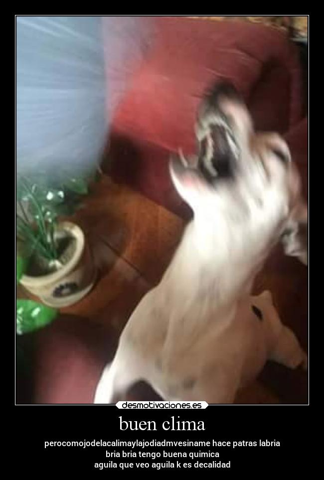 buen clima - perocomojodelacalimaylajodiadmvesiname hace patras labria
bria bria tengo buena quimica
aguila que veo aguila k es decalidad