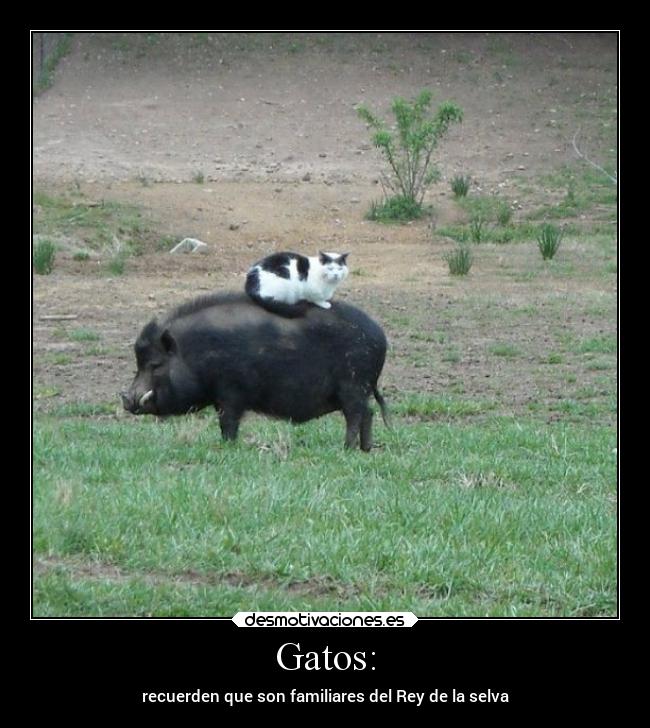 Gatos: -