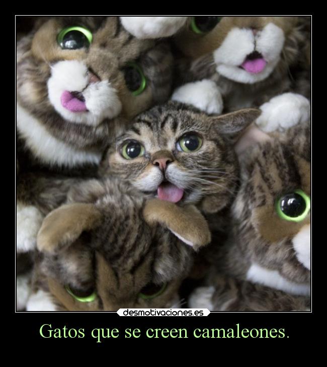 Gatos que se creen camaleones. -