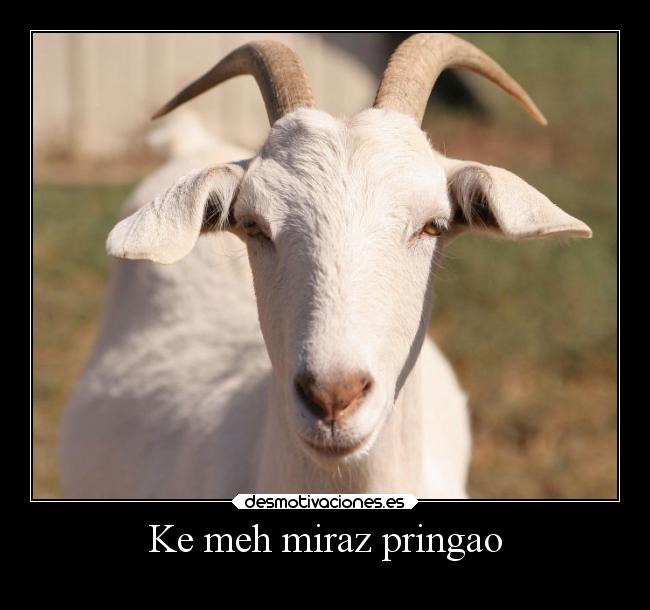 Ke meh miraz pringao -