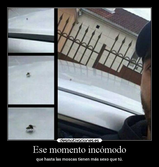 Ese momento incómodo - que hasta las moscas tienen más sexo que tú.
