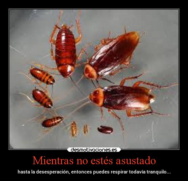 Mientras no estés asustado - hasta la desesperación, entonces puedes respirar todavía tranquilo...