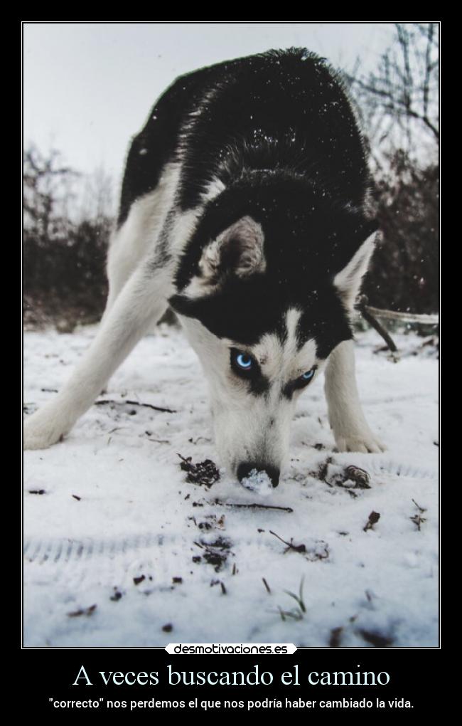 carteles vida elperritostabuscandoelcaminose lossupervivientes desmotivaciones