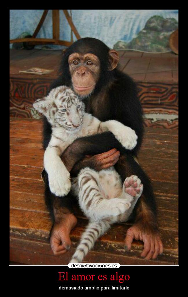 carteles amor animales desmolove desmotivaciones