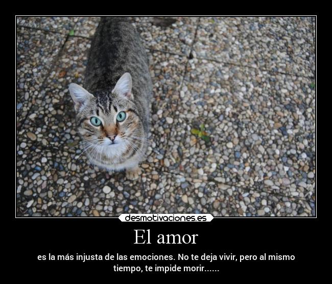 El amor - es la más injusta de las emociones. No te deja vivir, pero al mismo
tiempo, te impide morir......