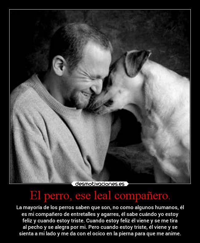 El perro, ese leal compañero. - La mayoría de los perros saben que son, no como algunos humanos, él
es mi compañero de entretalles y agarres, él sabe cuándo yo estoy
feliz y cuando estoy triste. Cuando estoy feliz él viene y se me tira
al pecho y se alegra por mi. Pero cuando estoy triste, él viene y se
sienta a mi lado y me da con el ocico en la pierna para que me anime.