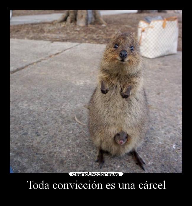 carteles animales normalman drnormalman conviccion carcel celo paramo bocachancla mejoras desmotivaciones