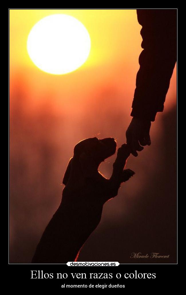 Ellos no ven razas o colores - al momento de elegir dueños