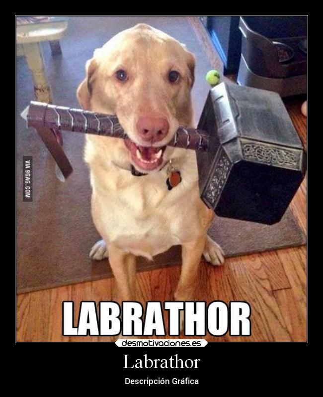 carteles graciosas thor descripcion grafica perros desmotivaciones