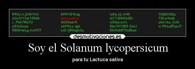Soy el Solanum lycopersicum -
