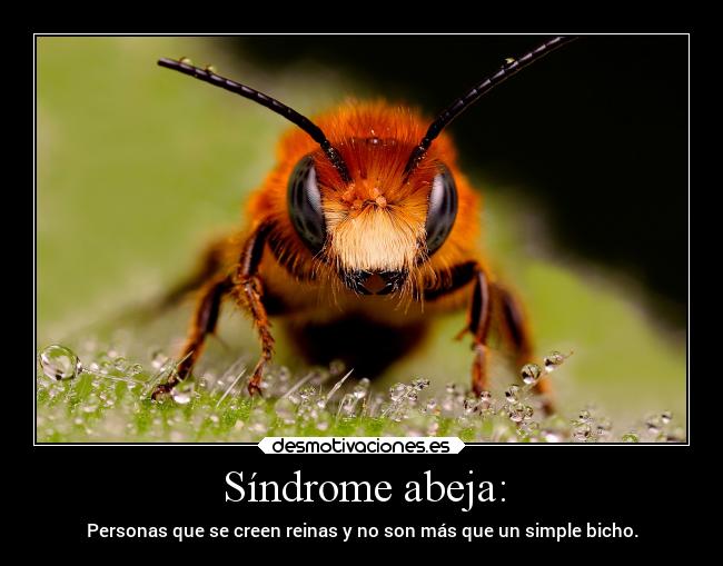 Síndrome abeja: - Personas que se creen reinas y no son más que un simple bicho.