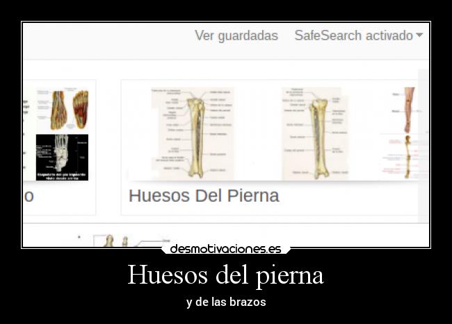 Huesos del pierna - y de las brazos