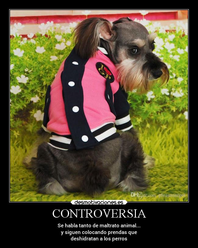 CONTROVERSIA - Se habla tanto de maltrato animal...
y siguen colocando prendas que
deshidratan a los perros