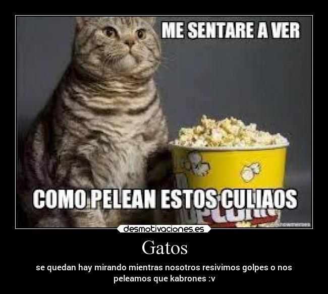 Gatos - se quedan hay mirando mientras nosotros resivimos golpes o nos
peleamos que kabrones :v