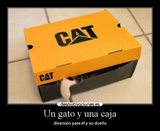 Un gato y una caja -