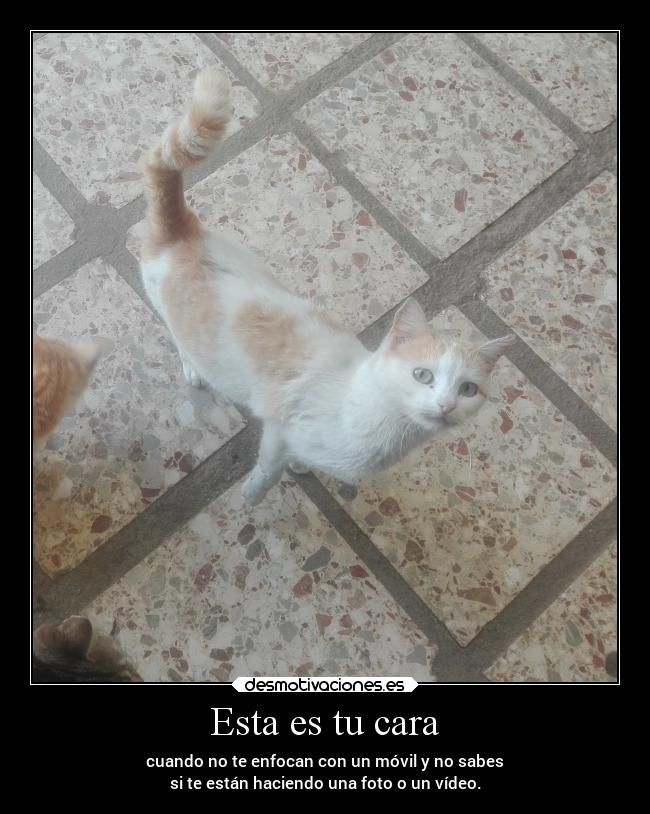 Esta es tu cara - cuando no te enfocan con un móvil y no sabes
si te están haciendo una foto o un vídeo.