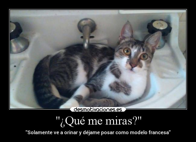¿Qué me miras? - Solamente ve a orinar y déjame posar como modelo francesa