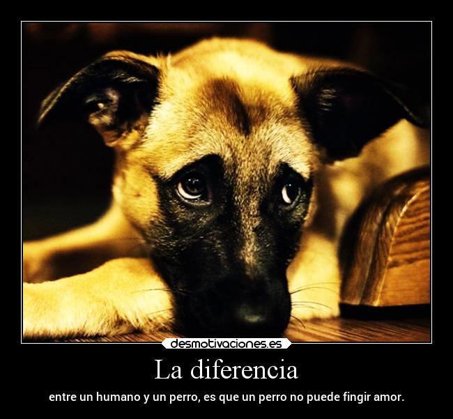 La diferencia - entre un humano y un perro, es que un perro no puede fingir amor.